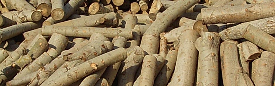 Kavak Ağacı